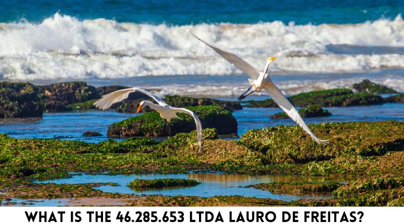 What Is The 46.285.653 Ltda Lauro De Freitas (2)